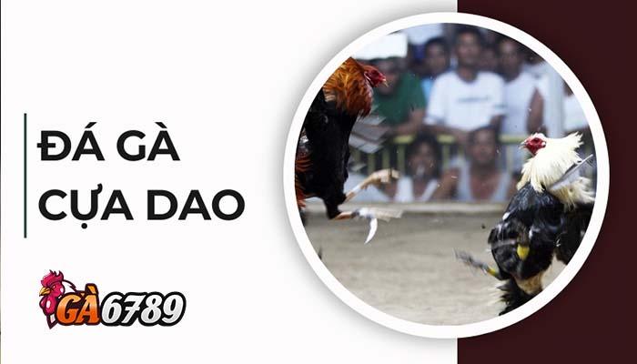 Giới thiệu đá gà cựa dao tại GVUI